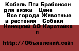 Кобель Пти Брабансон для вязки › Цена ­ 30 000 - Все города Животные и растения » Собаки   . Ненецкий АО,Каратайка п.